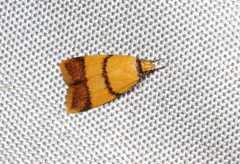 Heteroteucha translatella