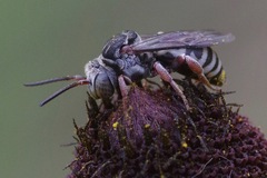 Triepeolus obliteratus