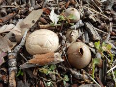 Lycoperdon subincarnatum