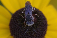 Triepeolus obliteratus