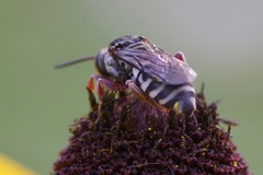 Triepeolus obliteratus