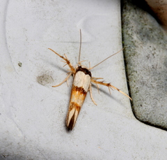 Stathmopoda pantarches