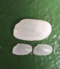 Thraciopsis angustata