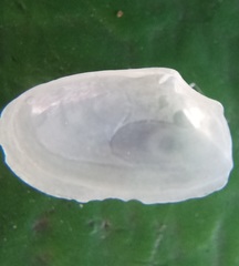 Thraciopsis angustata