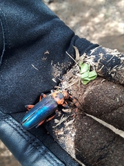 Stenaspis verticalis