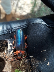 Stenaspis verticalis