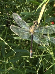 Erythrodiplax berenice