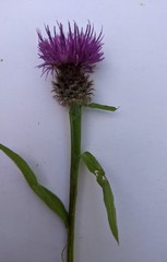 Centaurea debeauxii