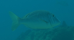 Lethrinus laticaudis