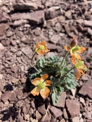 Papaver pygmaeum