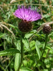 Centaurea debeauxii