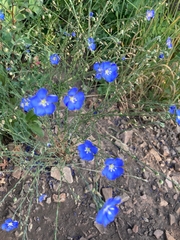 Linum perenne