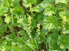 Pectiantia pentandra