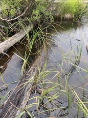 Torreyochloa pallida