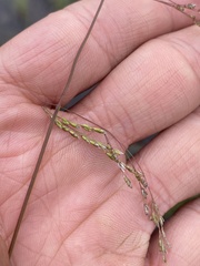 Torreyochloa pallida