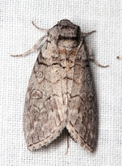 Discophlebia celaena