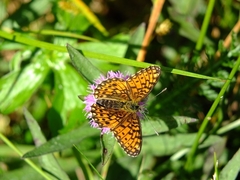 Boloria selene