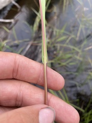 Torreyochloa pallida