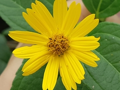 Wedelia oxylepis