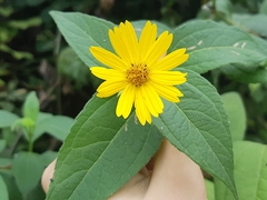 Wedelia oxylepis