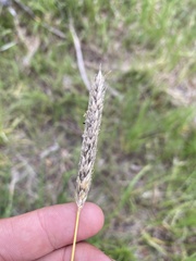 Alopecurus arundinaceus