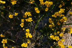 Ranunculus flabellaris
