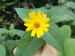 Wedelia oxylepis