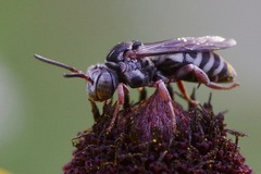 Triepeolus obliteratus