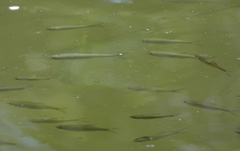 Scardinius erythrophthalmus