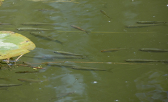 Scardinius erythrophthalmus