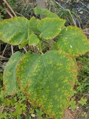 Magnoliopsida