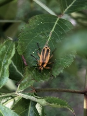 Chauliognathus marginatus