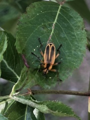Chauliognathus marginatus