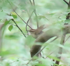 Urosphena squameiceps