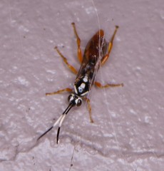 Cratichneumon w-album