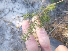 Baccharis ulicina