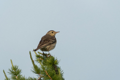 Anthus campestris
