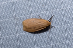 Paralithosia shaowuica
