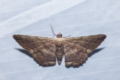 Ruttellerona pseudocessaria