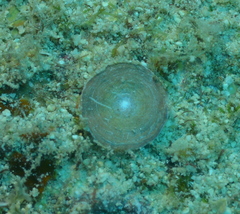 Amphisorus hemprichii