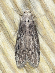Aphomia terrenella