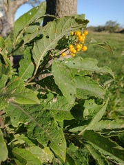 Solanum argentinum