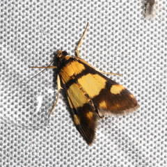 Deuterarcha xanthomela