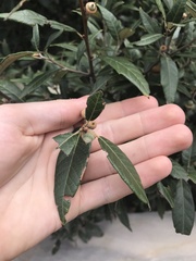 Quercus hypoleucoides