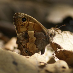 Paramacera xicaque xicaque