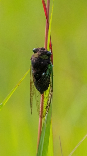 Swamp cicada