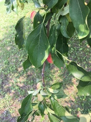 Peraphyllum ramosissimum