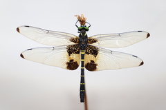 Chlorogomphus papilio