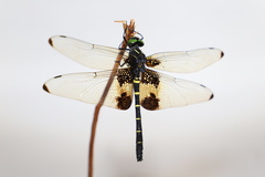 Chlorogomphus papilio