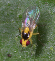Liriomyza blechi